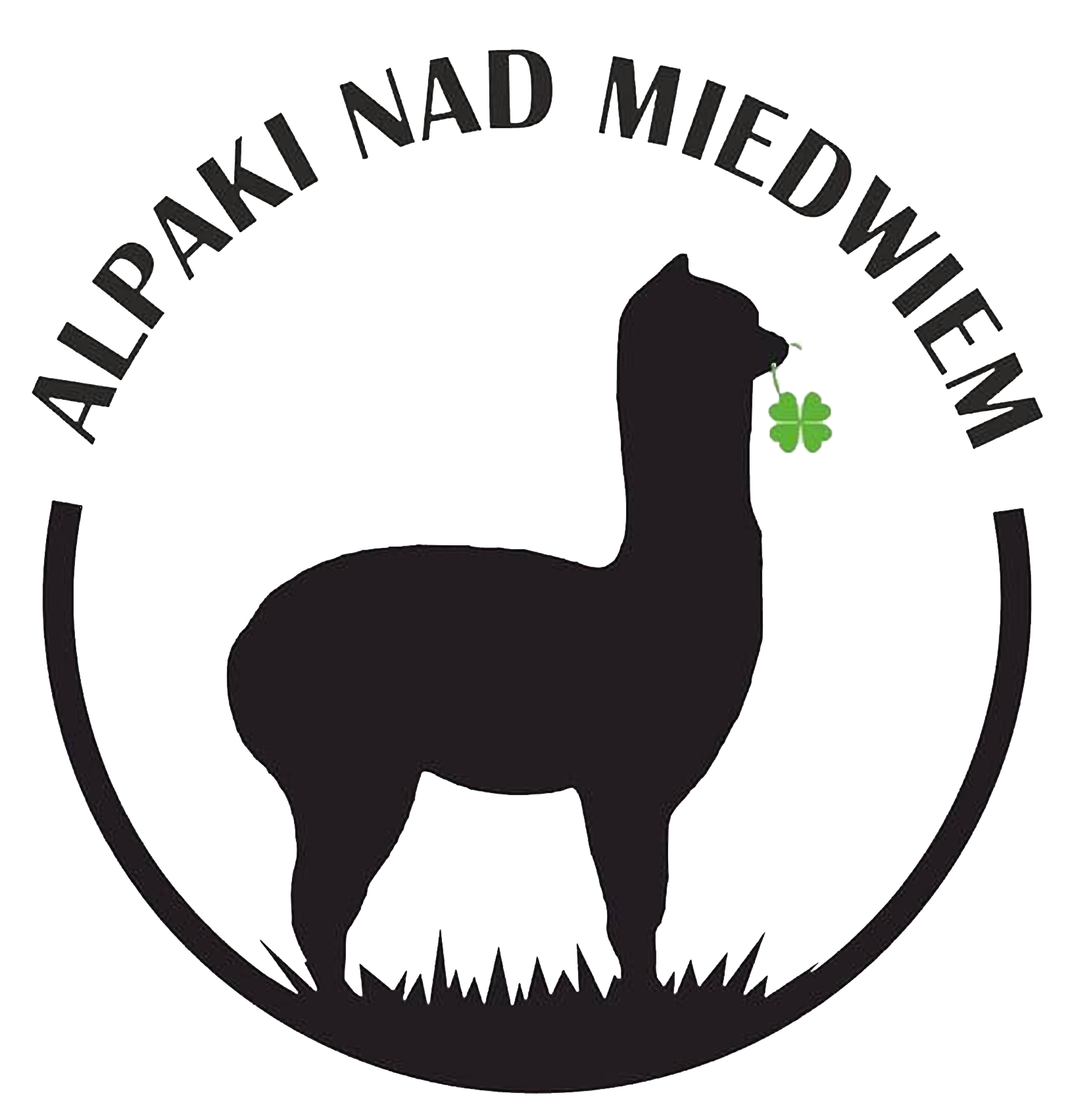 Alpaki nad Miedwiem