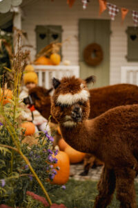 alpaki hallowen